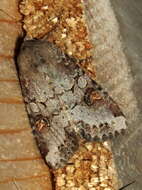 Image of Striped Garden Caterpillar