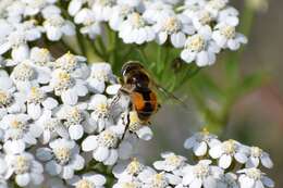 Image of Eristalis brousii Williston 1882