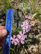 Image de Silene caroliniana subsp. pensylvanica (Michx.) R. T. Clausen