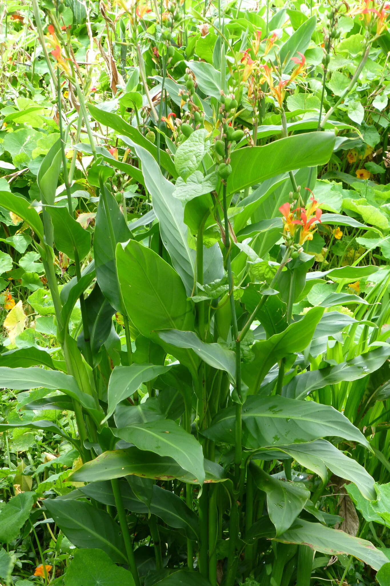 Image of Canna indica L.