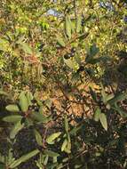 Image of California buckthorn