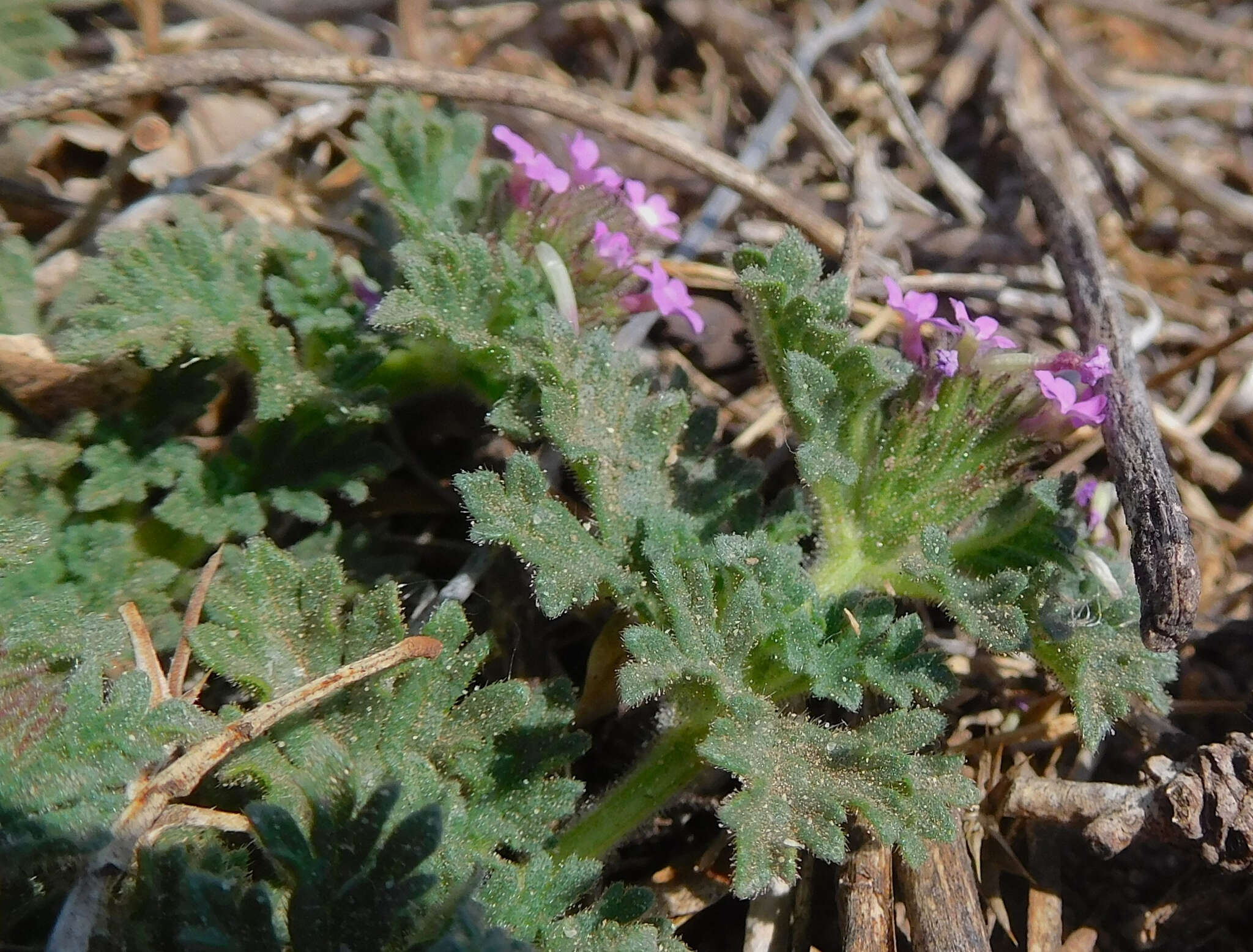 Imagem de Glandularia pumila (Rydb.) Umber