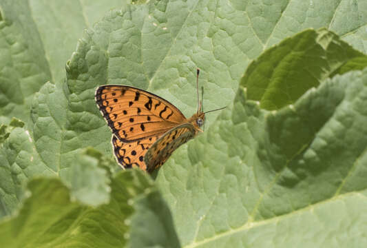 Imagem de Fabriciana niobe Linnaeus 1761