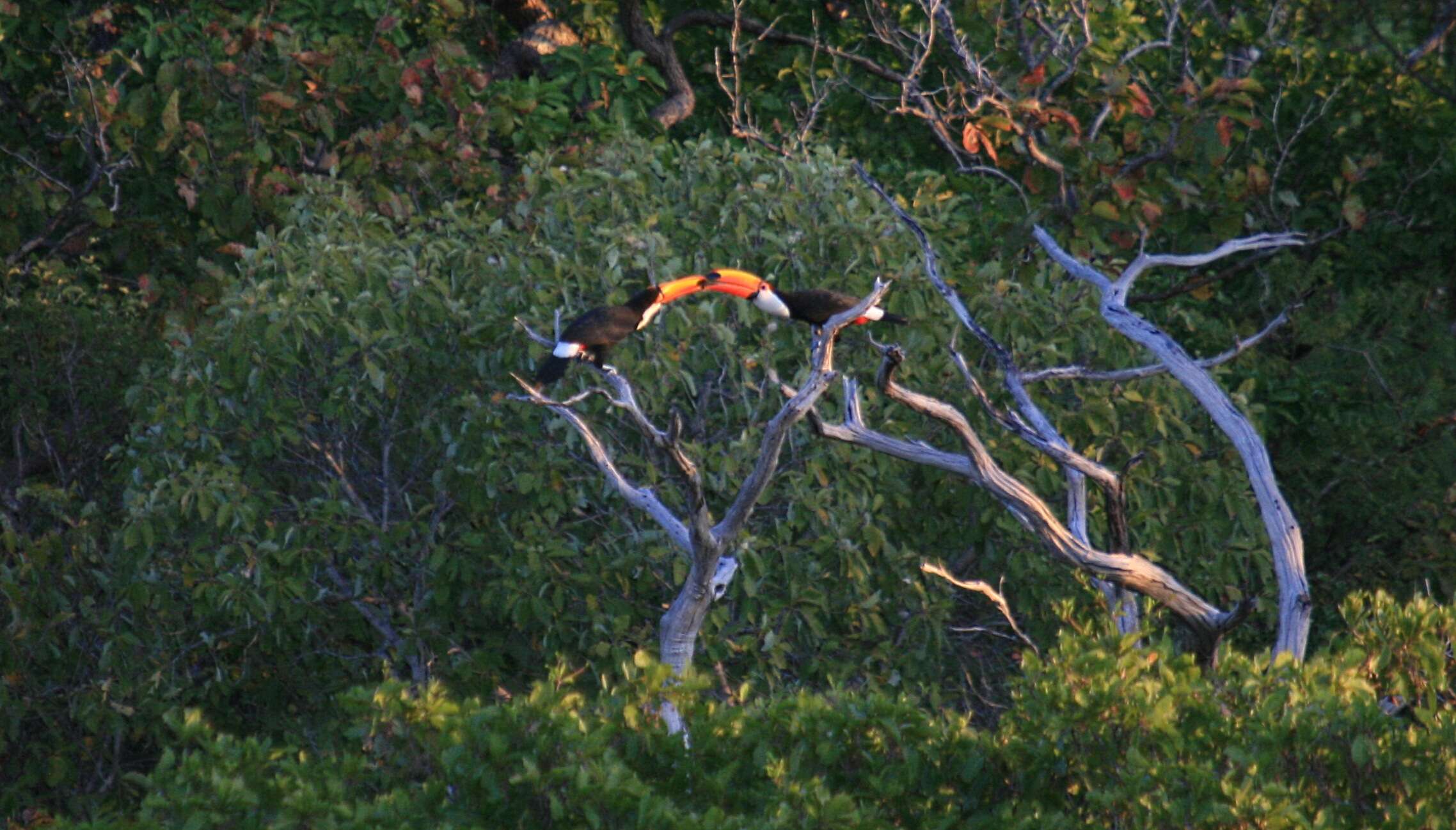 Image of Toco Toucan