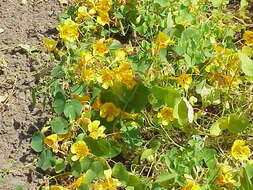 Image of dwarf nasturtium