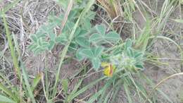 Image of Crotalaria obscura DC.