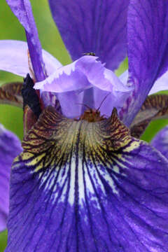 Image de Iris sanguinea Donn ex Hornem.