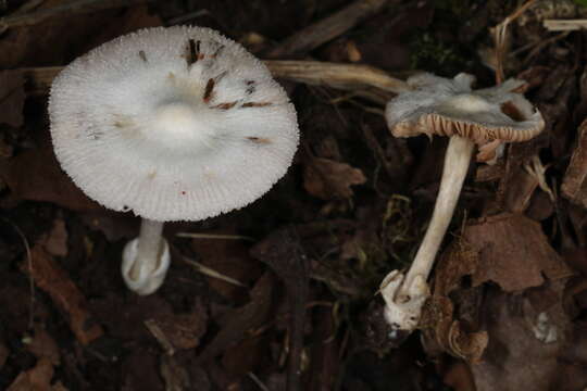 Image of Volvariella pusilla (Pers.) Singer 1951