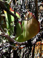 Image of Cotyledon cuneata Thunb.