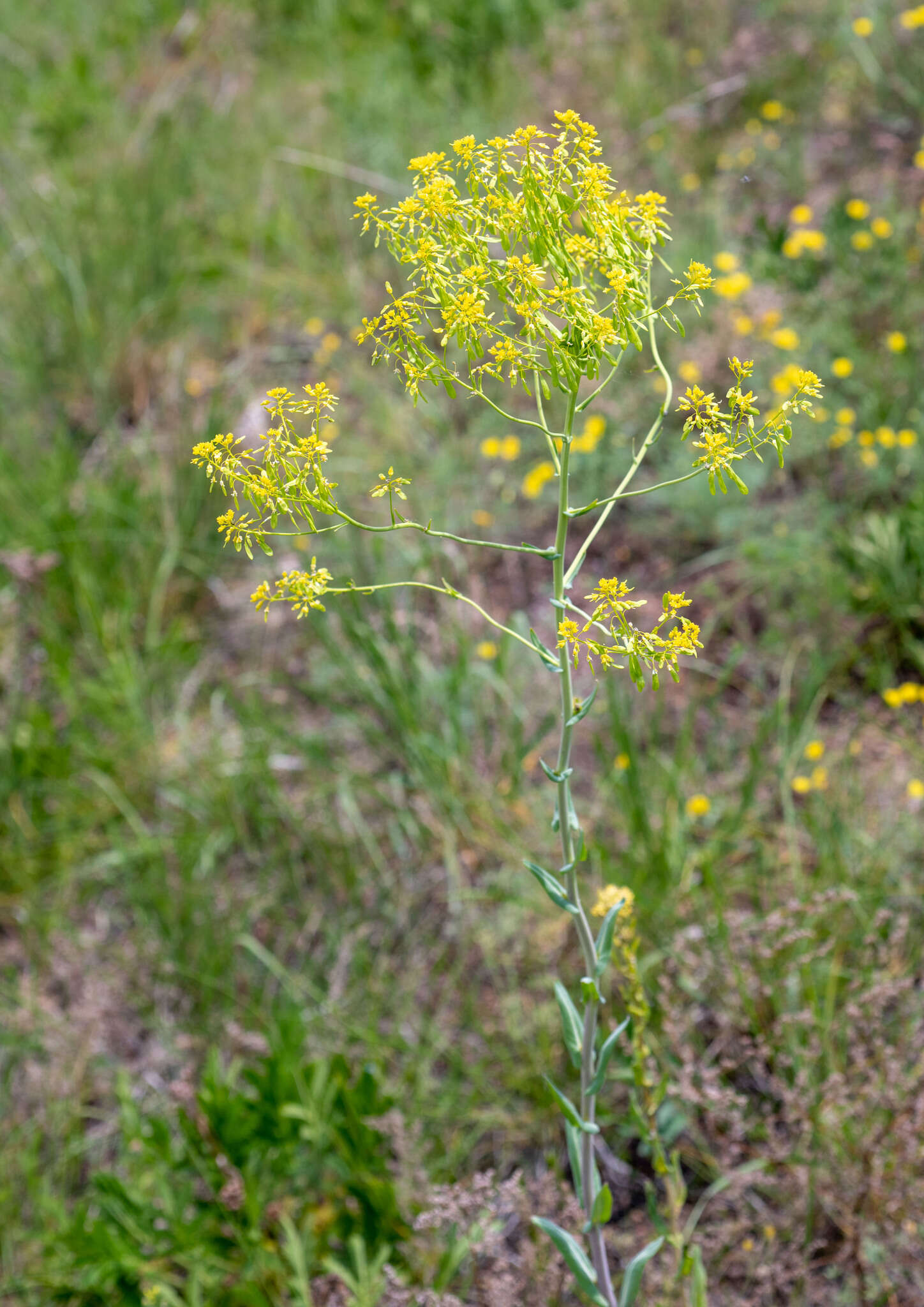 Image of Isatis costata C. A. Mey.