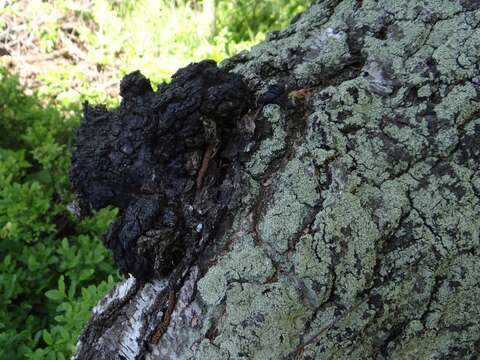 Image of Chaga