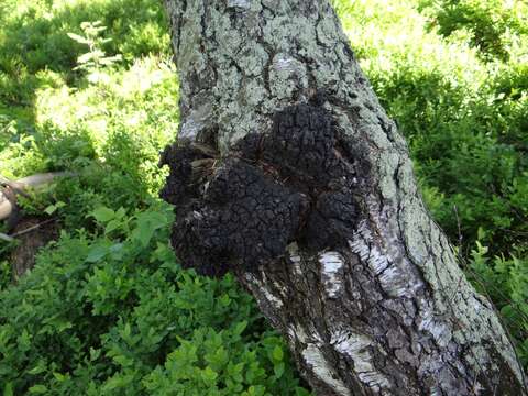 Image of Chaga