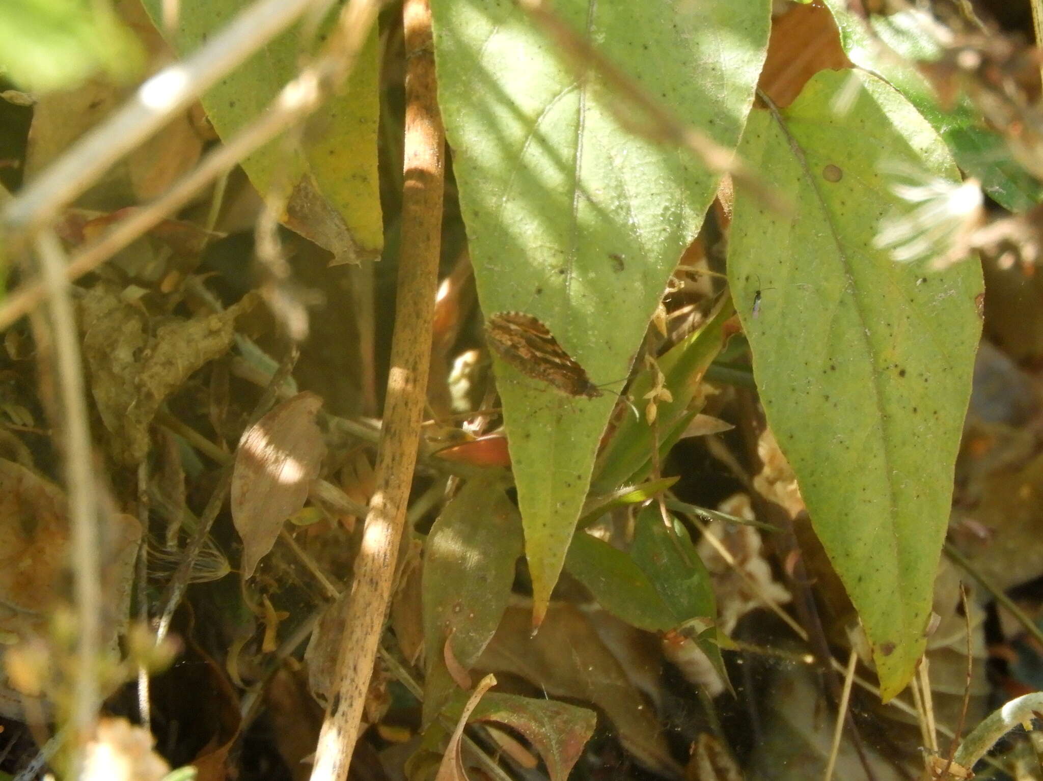 صورة Heterusia cruciata Staudinger 1894