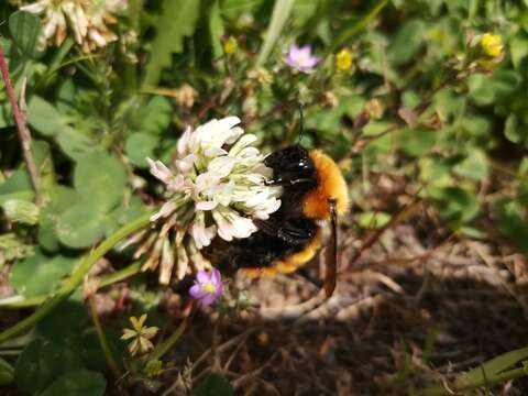 Image of Bombus dahlbomii Guérin-Méneville 1835