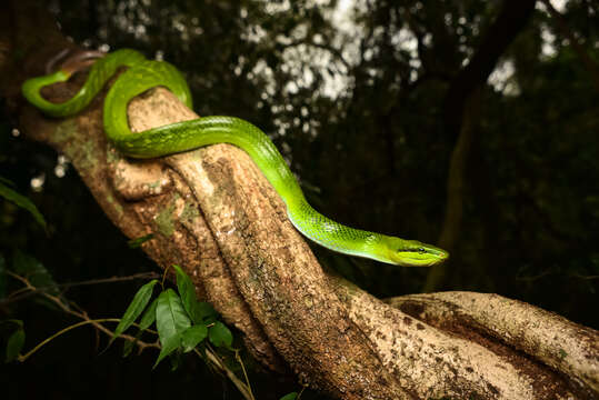 Plancia ëd Gonyosoma oxycephalum (F. Boie 1827)