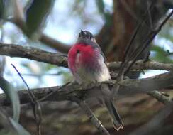 Petroica rosea Gould 1840 resmi