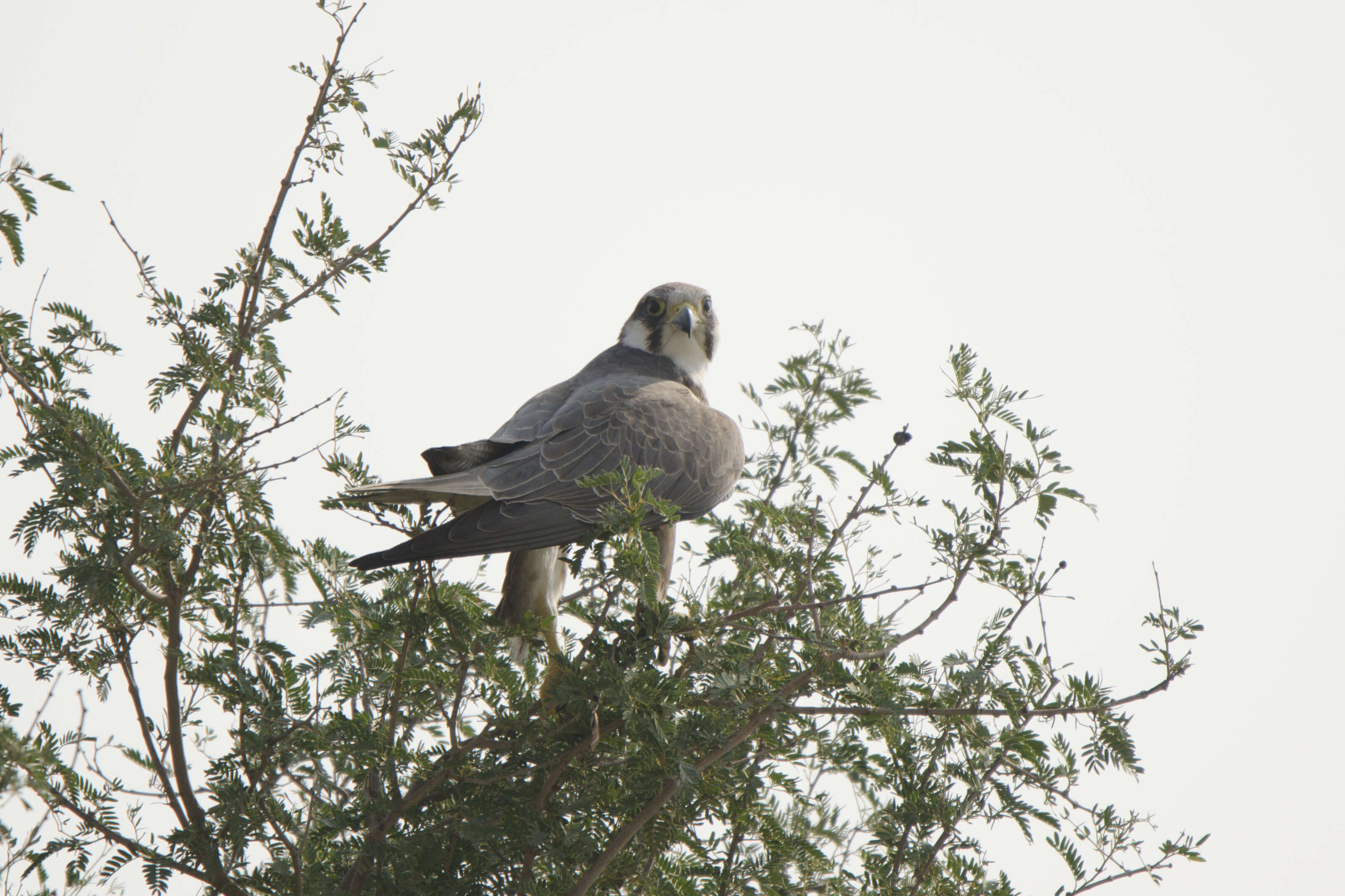 Image of Laggar Falcon