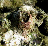 Image of Tetraclita rufotincta Pilsbry 1916
