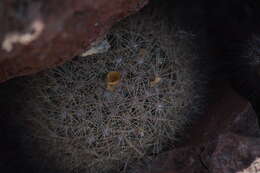 Image of Mammillaria petrophila K. Brandegee