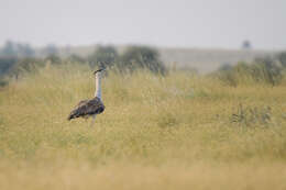 Image of Great Indian Bustard