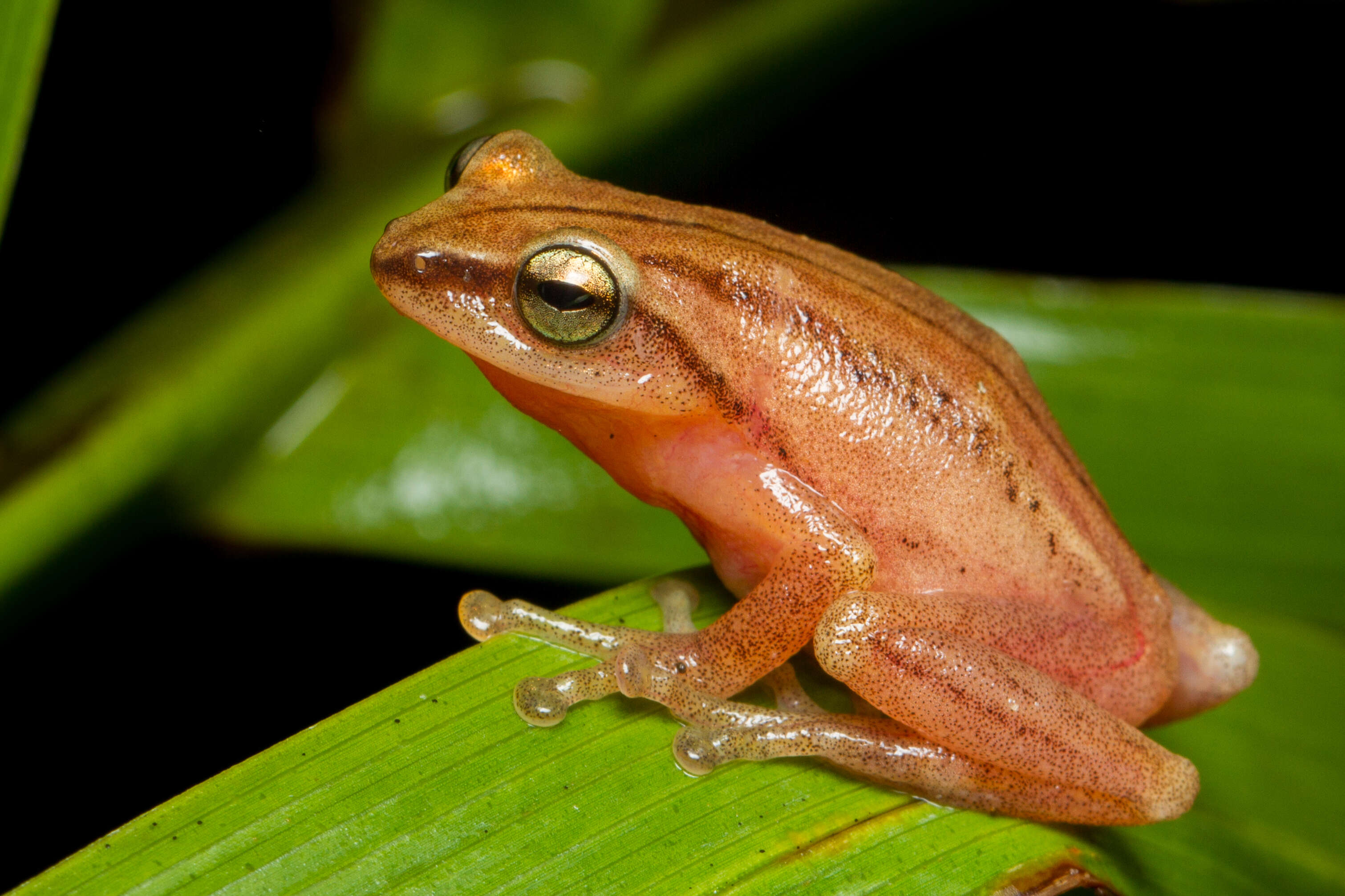 Plancia ëd Raorchestes travancoricus (Boulenger 1891)