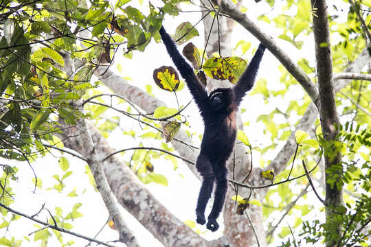 Image of Hoolock Gibbon