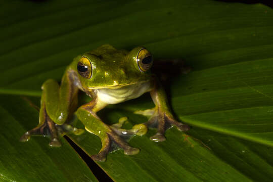 Image of Parachuting frog