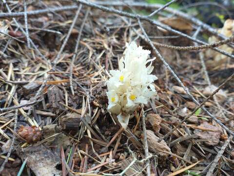 Image of California pinefoot