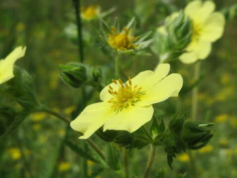 Image of sulphur cinquefoil