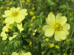 Image of sulphur cinquefoil