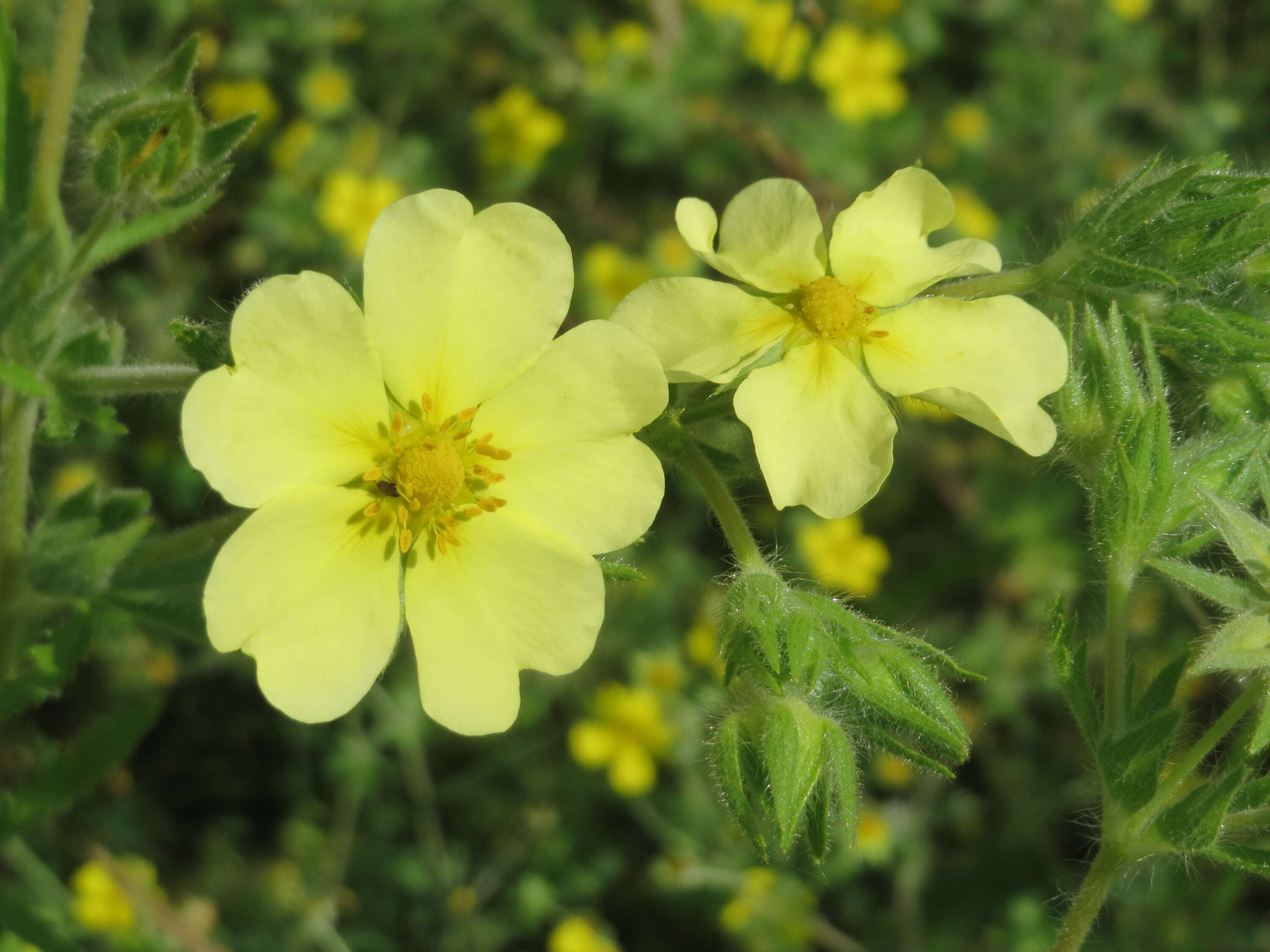 Image of sulphur cinquefoil