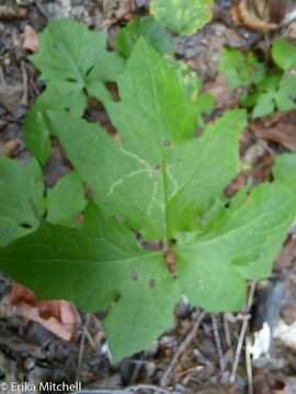 Sivun Ophiomyia congregata (Malloch 1913) kuva