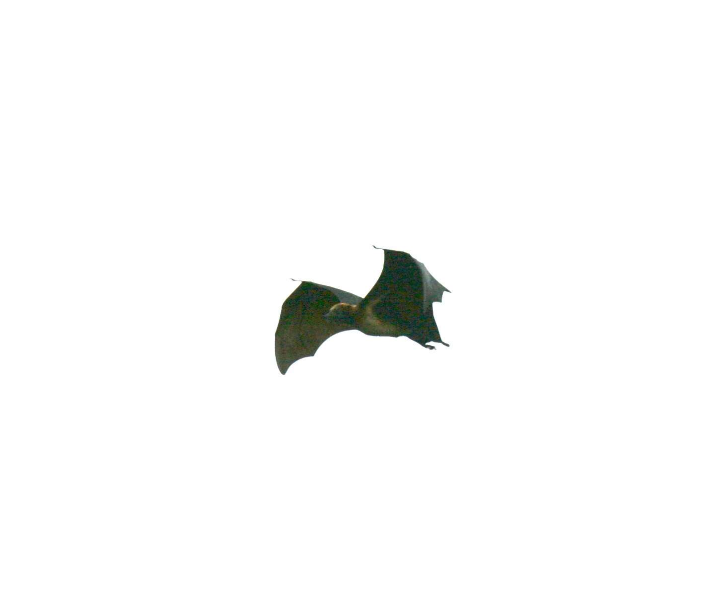 Image of Black-bearded Flying Fox