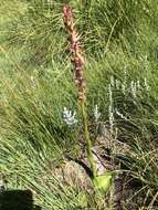 Image of Satyrium longicauda var. jacottetianum (Kraenzl.) A. V. Hall