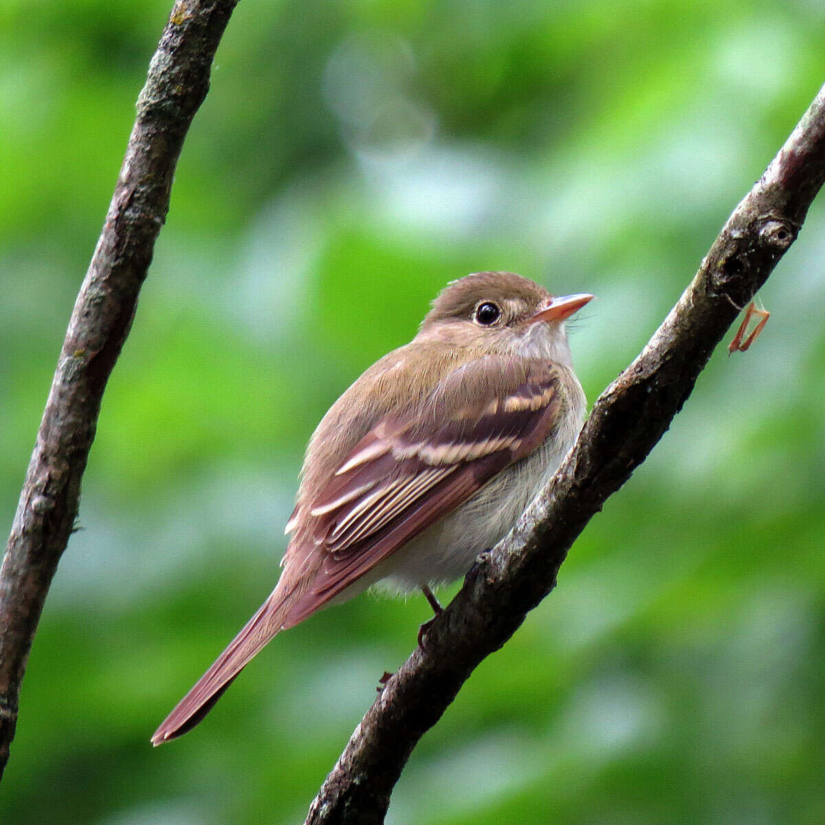 Image of Acadian Flycatcher