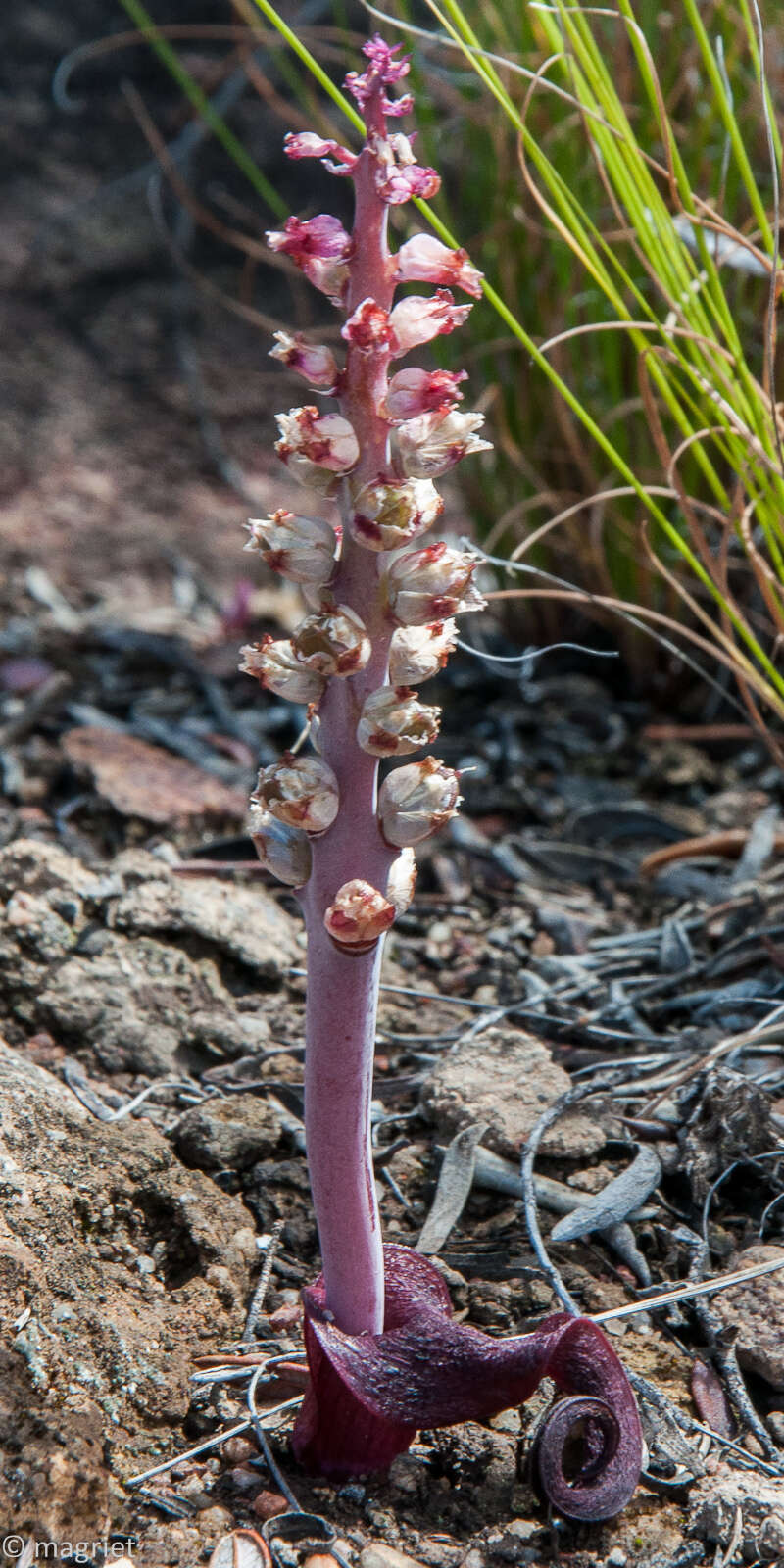 Image of Lachenalia elegans W. F. Barker