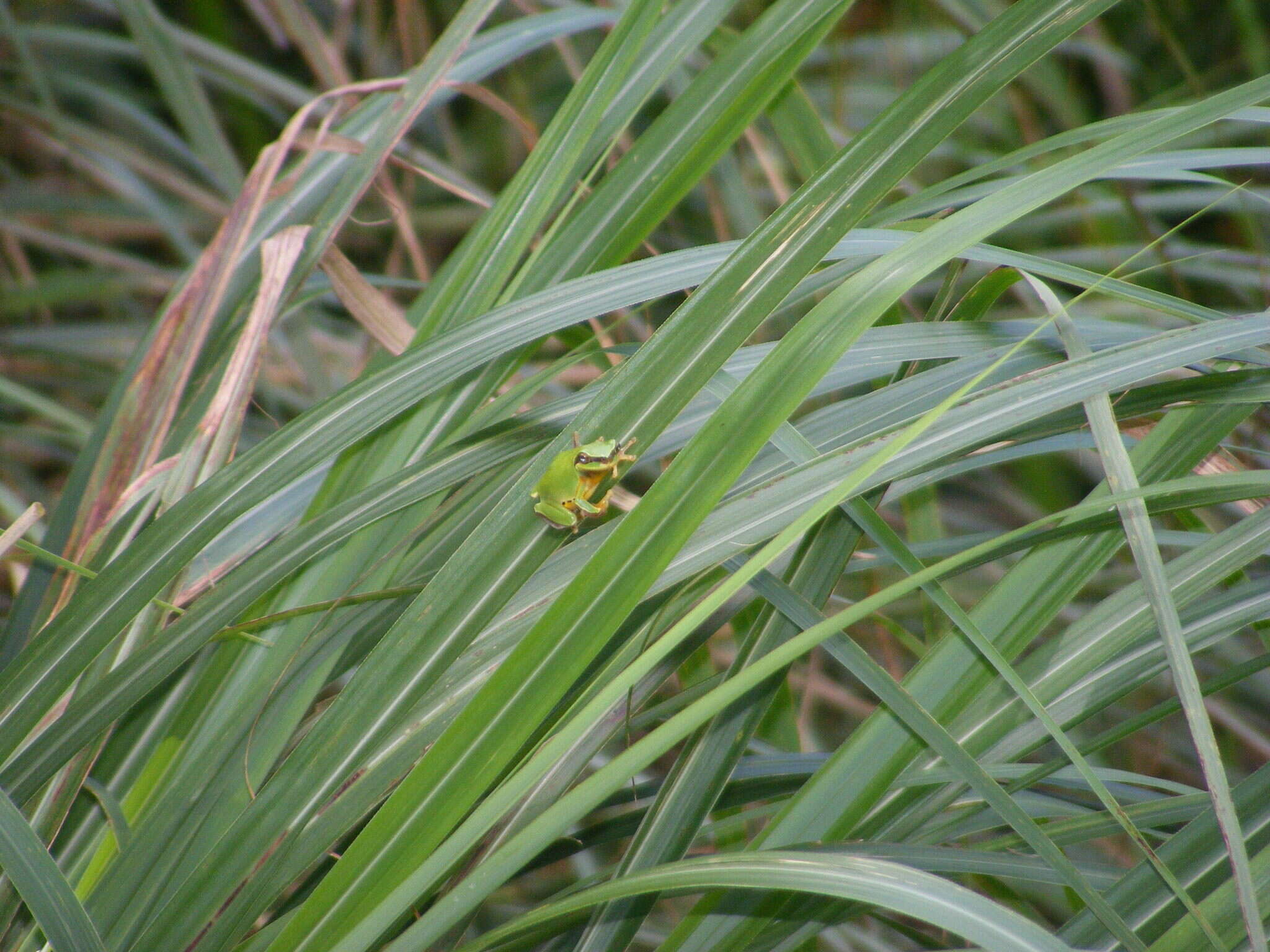 Hyla chinensis Günther 1858的圖片