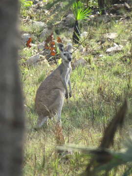 Image of Antilopine Kangaroo