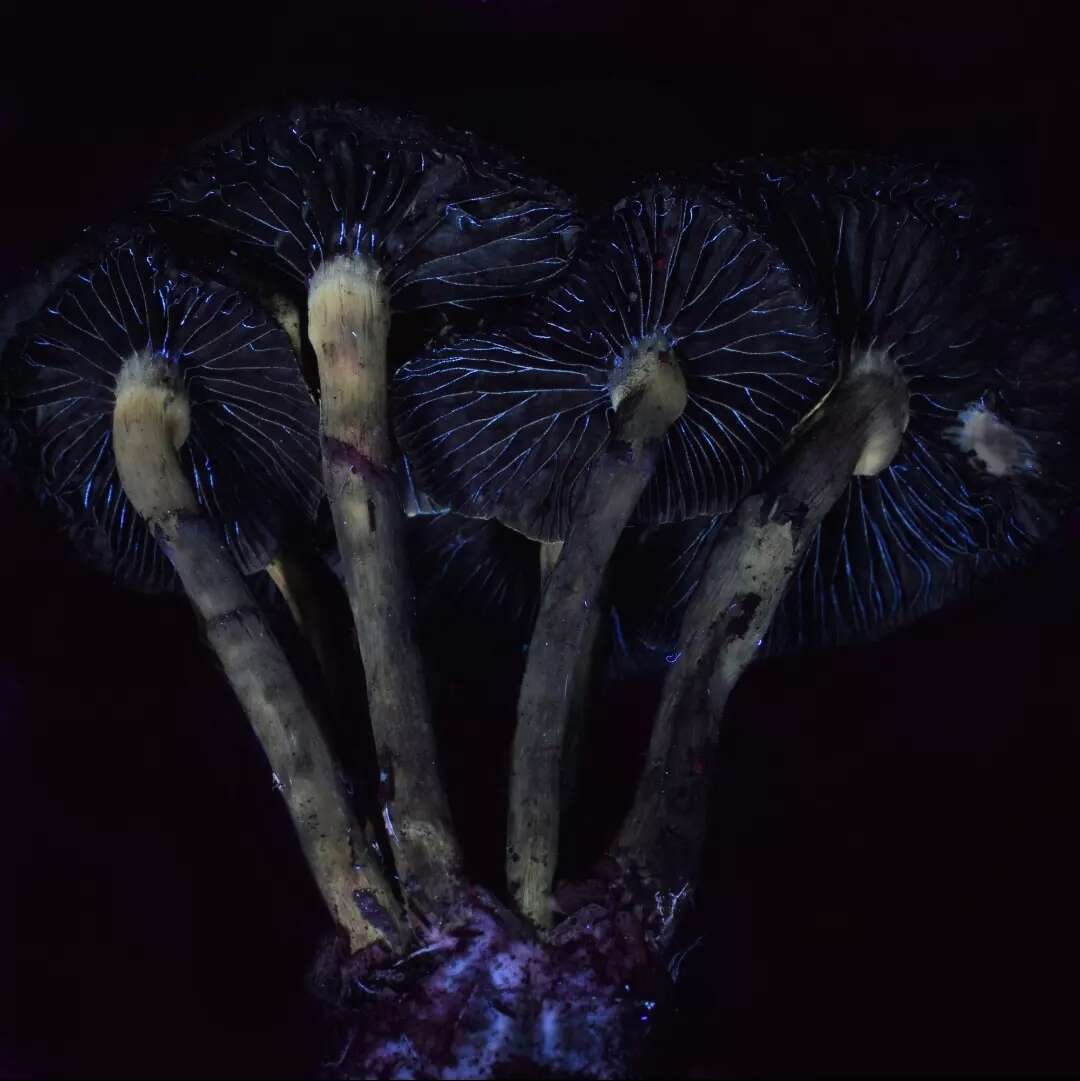 Image de Psilocybe stuntzii Guzmán & J. Ott 1977