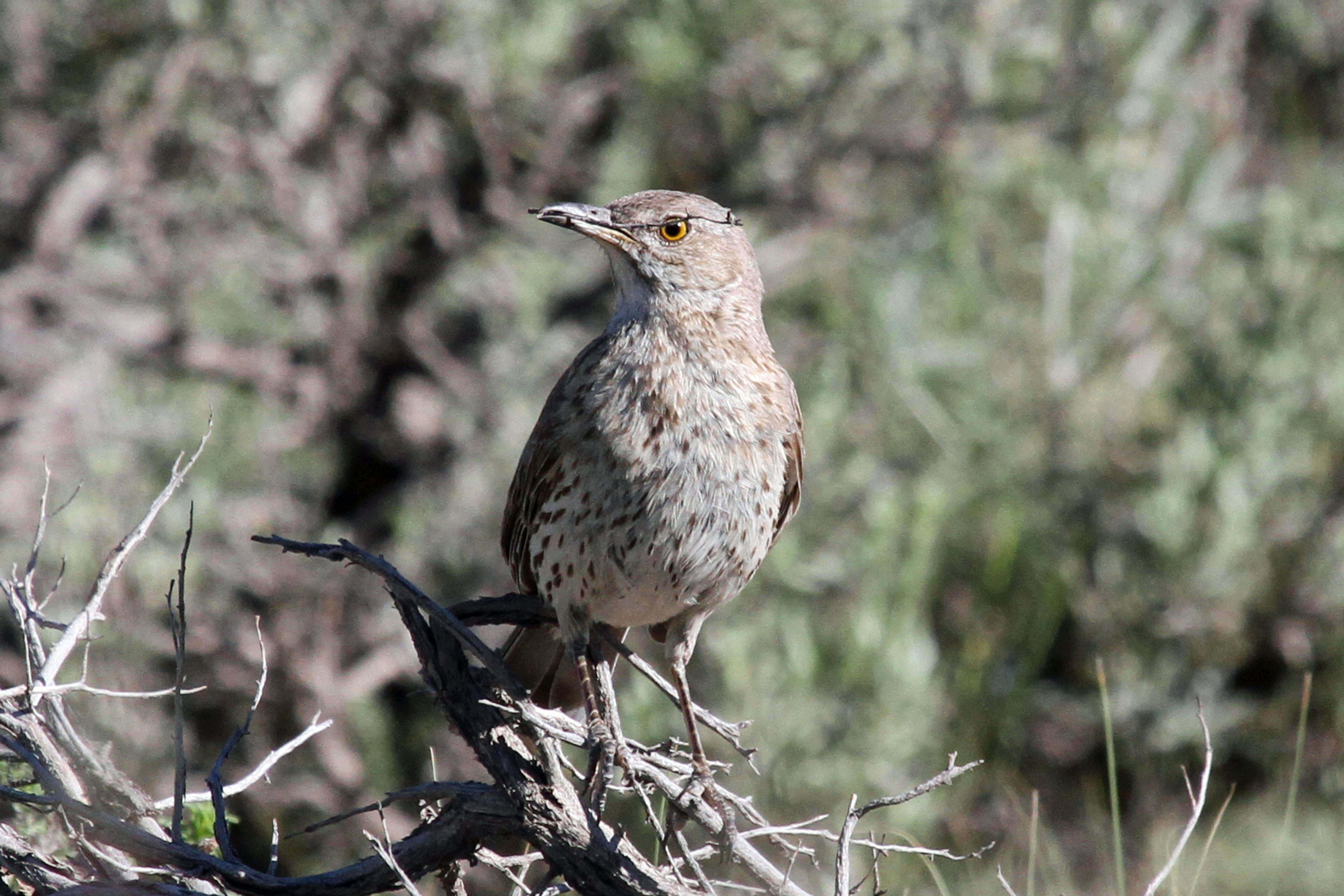 Plancia ëd Oreoscoptes Baird & SF 1858