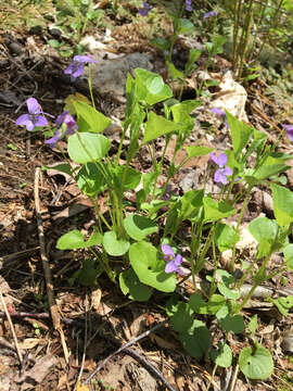 Image of alpine violet