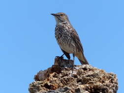 Image of Oreoscoptes Baird & SF 1858