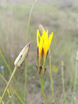 Pseudopodospermum hispanicum (L.) Zaika, Sukhor. & N. Kilian resmi