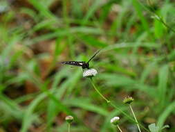 Image de Chlosyne gaudialis wellingi Miller & Rotger 1979