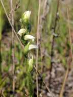 Image of Case's lady's tresses