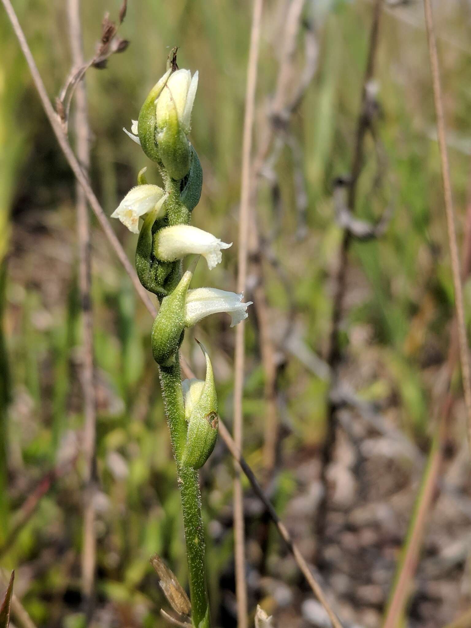 Image of Case's lady's tresses