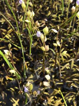 Image of bladderwort