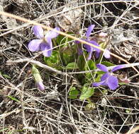 Sivun Viola ambigua Waldst. & Kit. kuva