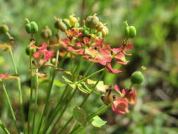 Image of Cypress Spurge