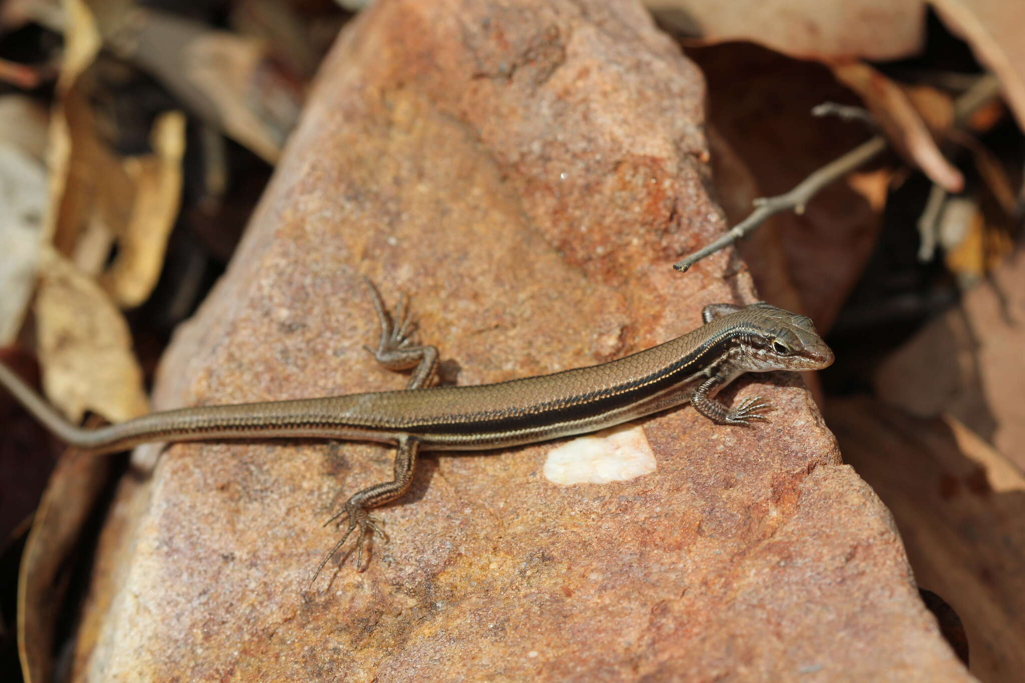 Image of Lowlands Plain-backed Ctenotus